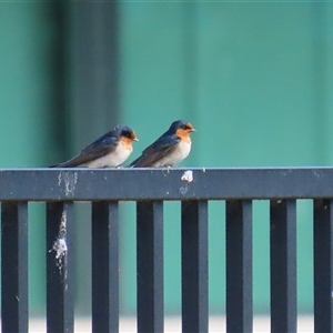 Hirundo neoxena at Symonston, ACT - 22 Sep 2024 02:12 PM