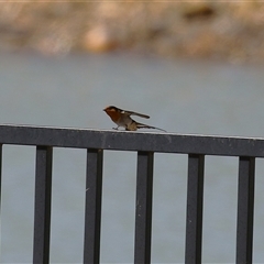 Hirundo neoxena at Symonston, ACT - 22 Sep 2024 02:12 PM