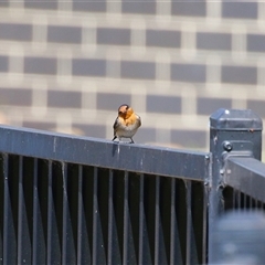 Hirundo neoxena at Symonston, ACT - 22 Sep 2024 02:12 PM