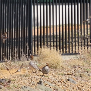 Hirundo neoxena at Symonston, ACT - 22 Sep 2024 02:12 PM