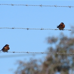 Hirundo neoxena at Symonston, ACT - 22 Sep 2024 02:12 PM