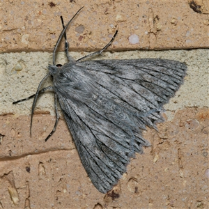 Cyneoterpna wilsoni at Harrison, ACT - 22 Sep 2024 09:50 PM