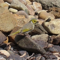 Ptilotula penicillata (White-plumed Honeyeater) at Symonston, ACT - 22 Sep 2024 by RodDeb