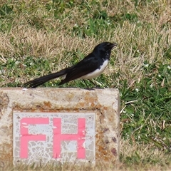 Rhipidura leucophrys (Willie Wagtail) at Symonston, ACT - 22 Sep 2024 by RodDeb