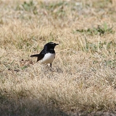 Rhipidura leucophrys at Symonston, ACT - 22 Sep 2024