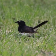 Rhipidura leucophrys at Symonston, ACT - 22 Sep 2024