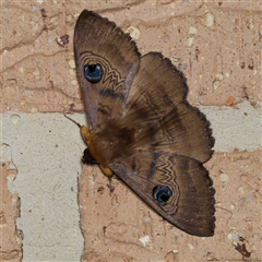 Dasypodia selenophora (Southern old lady moth) at Harrison, ACT - 22 Sep 2024 by DPRees125