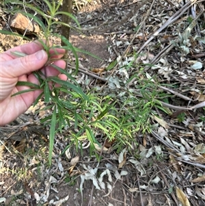 Olearia viscidula at Kangaroo Valley, NSW - suppressed