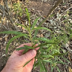 Olearia viscidula at Kangaroo Valley, NSW - suppressed