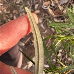 Olearia viscidula at Kangaroo Valley, NSW - suppressed