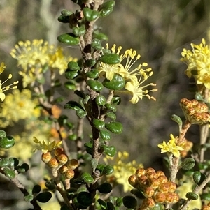 Phebalium squamulosum subsp. ozothamnoides at Carwoola, NSW - 23 Sep 2024 02:01 PM