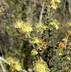 Phebalium squamulosum subsp. ozothamnoides at Carwoola, NSW - 23 Sep 2024 02:01 PM