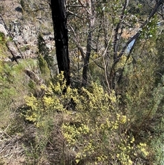 Phebalium squamulosum subsp. ozothamnoides at Carwoola, NSW - 23 Sep 2024