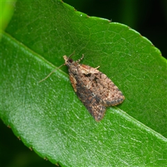 Capua intractana (A Tortricid moth) at Harrison, ACT - 22 Sep 2024 by DPRees125