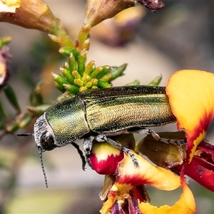 Melobasis propinqua at Bruce, ACT - 22 Sep 2024