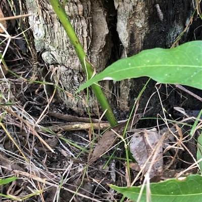 Unidentified Fern or Clubmoss at Kungala, NSW - 23 Sep 2024 by donnanchris