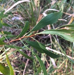 Hakea salicifolia at Kungala, NSW - 23 Sep 2024 by donnanchris