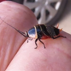 Ellipsidion australe at Wanniassa, ACT - 23 Sep 2024 04:38 PM