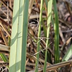 Dianella revoluta var. revoluta (Black-Anther Flax Lily) at Hawker, ACT - 15 Jun 2024 by sangio7