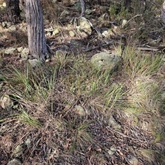 Dianella revoluta var. revoluta at Hawker, ACT - 15 Jun 2024