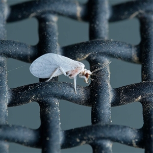 Coniopterygidae (family) at Harrison, ACT - 22 Sep 2024