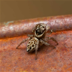 Maratus griseus (Jumping spider) at Harrison, ACT - 23 Sep 2024 by DPRees125