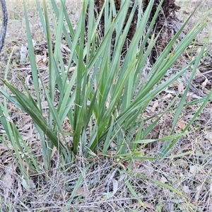 Dianella revoluta var. revoluta at Weetangera, ACT - 23 Jun 2024