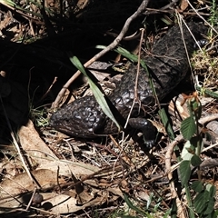 Tiliqua rugosa (Shingleback Lizard) at Oaks Estate, ACT - 23 Sep 2024 by RAllen