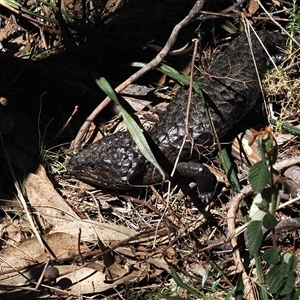 Tiliqua rugosa at Oaks Estate, ACT - 23 Sep 2024