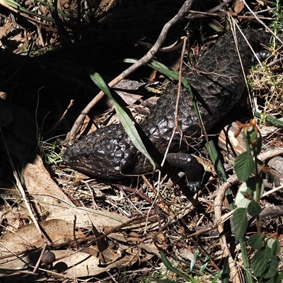 Tiliqua rugosa (Shingleback Lizard) at Oaks Estate, ACT - 23 Sep 2024 by RAllen