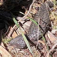 Tiliqua rugosa at Oaks Estate, ACT - 23 Sep 2024