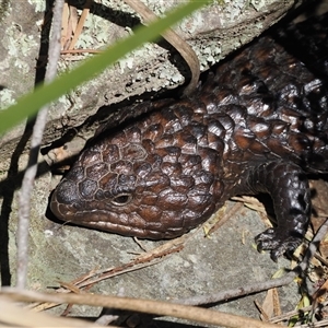 Tiliqua rugosa at Oaks Estate, ACT - 23 Sep 2024