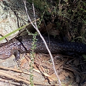 Tiliqua rugosa at Oaks Estate, ACT - 23 Sep 2024