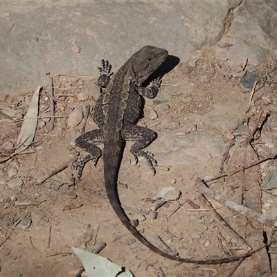 Amphibolurus muricatus (Jacky Lizard) at Oaks Estate, ACT - 23 Sep 2024 by RAllen