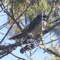 Rhipidura albiscapa (Grey Fantail) at Cooma, NSW - 22 Sep 2024 by mahargiani