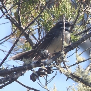 Rhipidura albiscapa at Cooma, NSW - 23 Sep 2024 09:33 AM