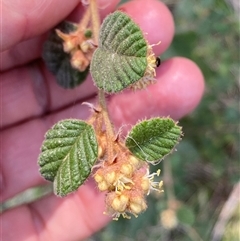 Pomaderris betulina subsp. betulina (Birch Pomaderris) at Oaks Estate, ACT - 23 Sep 2024 by RAllen