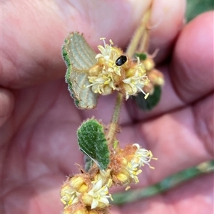 Pomaderris betulina subsp. betulina at Oaks Estate, ACT - 23 Sep 2024