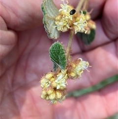 Pomaderris betulina subsp. betulina at Oaks Estate, ACT - 23 Sep 2024