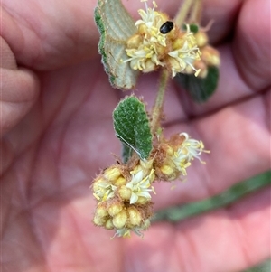 Pomaderris betulina subsp. betulina at Oaks Estate, ACT - 23 Sep 2024