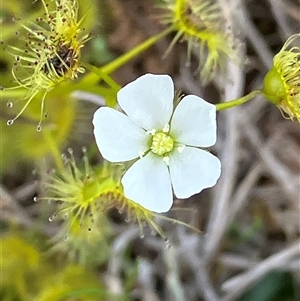 Drosera hookeri at Fentons Creek, VIC by KL