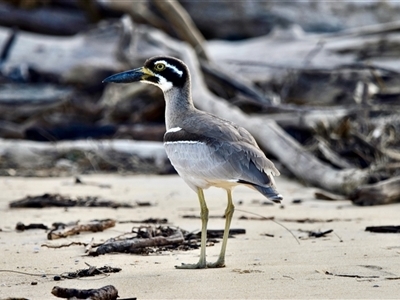 Esacus magnirostris (Beach Stone-curlew) at Tuross Head, NSW - 21 Sep 2024 by Brypanno