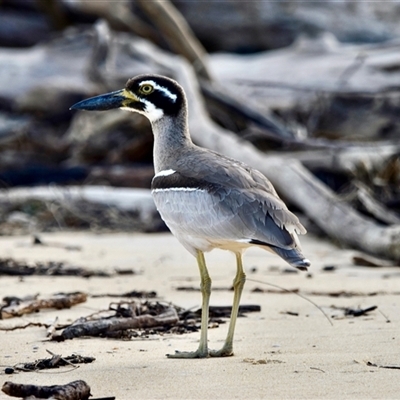 Esacus magnirostris (Beach Stone-curlew) at Tuross Head, NSW - 21 Sep 2024 by Brypanno