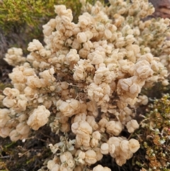 Unverified Plant at Arcoona, SA - 23 Sep 2024 by atticus