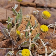 Unidentified Daisy at Arcoona, SA - 23 Sep 2024 by atticus