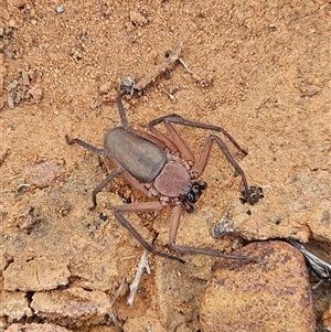 Trachycosmidae (family) (Flat spiders) at Arcoona, SA by atticus