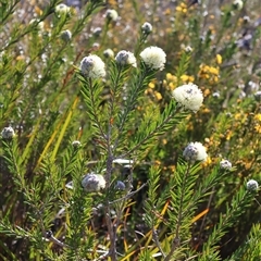 Melaleuca capitata (Sandstone Honey-Myrtle) at Porters Creek, NSW - 21 Sep 2024 by Clarel