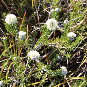 Melaleuca capitata at Porters Creek, NSW - 21 Sep 2024 01:59 PM