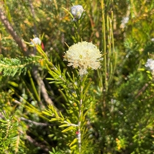 Melaleuca capitata at Porters Creek, NSW - 21 Sep 2024 01:59 PM