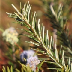 Melaleuca capitata at Porters Creek, NSW - 21 Sep 2024 01:59 PM